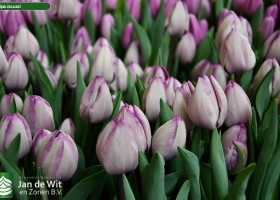 Tulipa Jacuzzi ® (2)